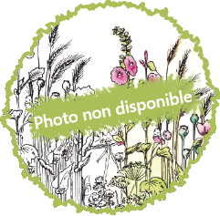 Betterave jaune Golden