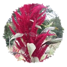 Amarante rouge Alegria