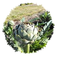 Artichaut camus de Breizh