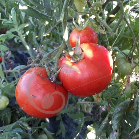 graine et semence Tomate rouge Ace 55