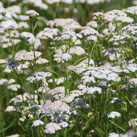 Achillea millefolium 'White Beauty' - Vente Achillée millefeuille blanche