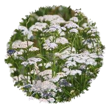 Achillée millefeuille