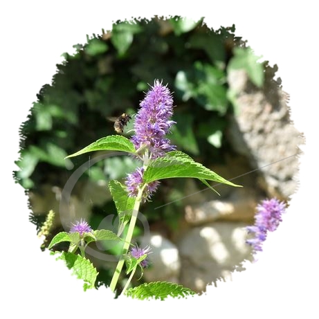 graine et semence Agastache Anisée