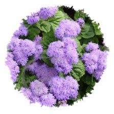 Ageratum