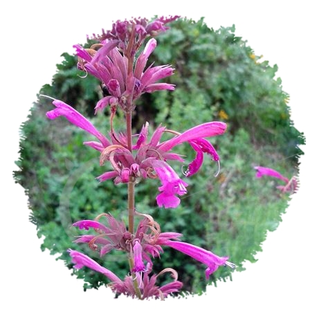 graine et semence Agastache mexicaine Toronjil