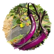 Aubergine Japanese pickling