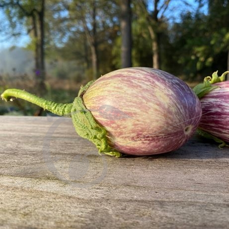 graine et semence Aubergine striée  Listada de Gandia