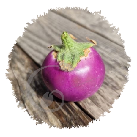graine et semence Aubergine lao round lavender