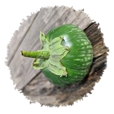 Aubergine lao round green stripes