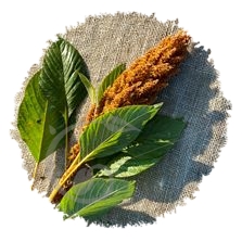 Amarante jaune Golden