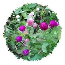 Amarantines 'Vanille-Fraise' en mélange