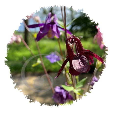 graine et semence Ancolies des jardins en mélange