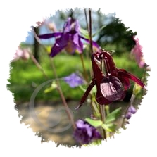 Ancolies des jardins en mélange