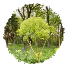 Angélique officinale