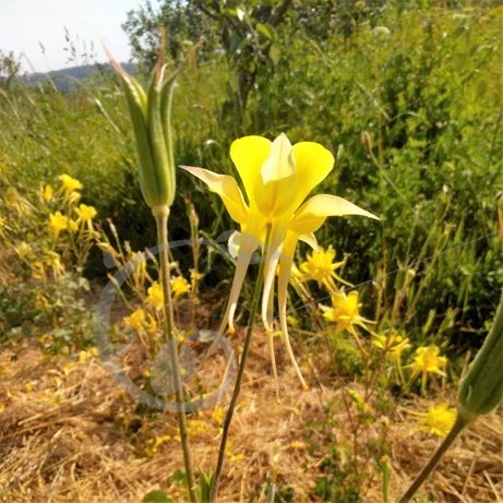 graine et semence Ancolie jaune d'or