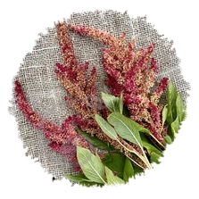 Amarante bicolore new Mexico