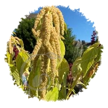 Amarante queue de renard blanche