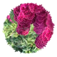 Amarante queue de renard rose