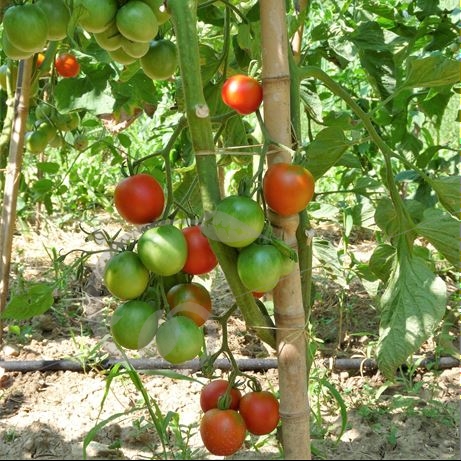 graine et semence Tomate Belle Arlésienne