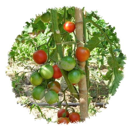 graine et semence Tomate Belle Arlésienne