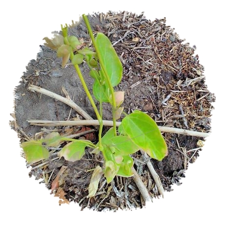 graine et semence Arroche verte*