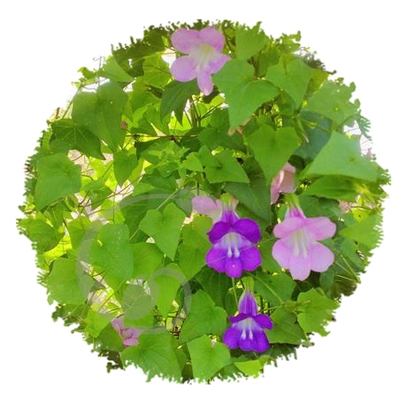 graine et semence Asarines grimpantes en mélange