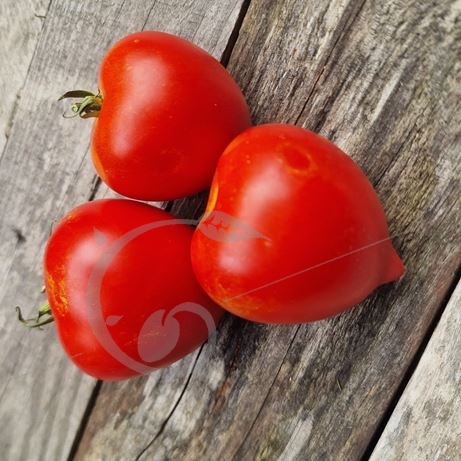 graine et semence Tomate multiflora Anna's 