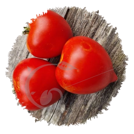 graine et semence Tomate multiflora Anna's 