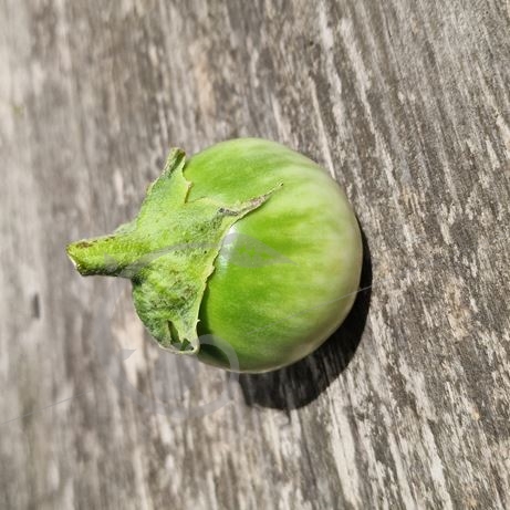 graine et semence Aubergine thaï round green