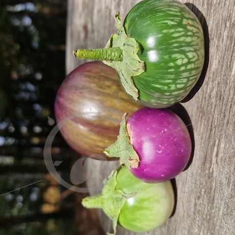 graine et semence Tomate Atomic en mélange