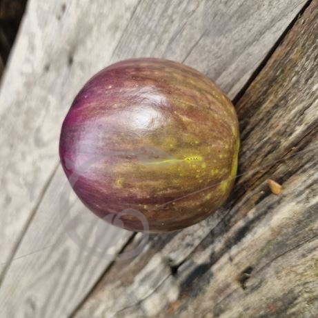 graine et semence Aubergine thaï round purple