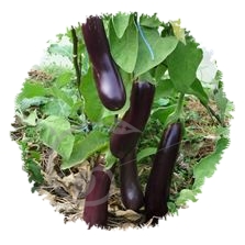 Aubergine longue violette de Barbentane