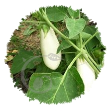 Aubergine blanche Dourga