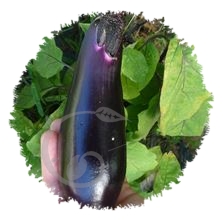 Aubergine japonaise de la Levée