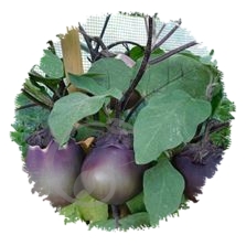 Aubergine japonaise Kamo