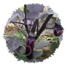 Aubergine naine slim Jim