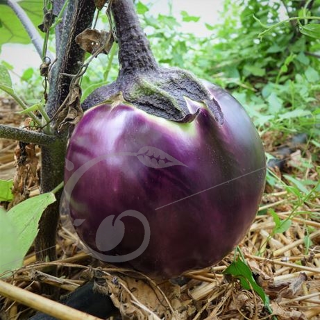 Aubergine de