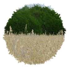 Avoine blanche population