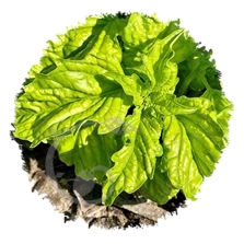 Basilic à feuilles de laitue