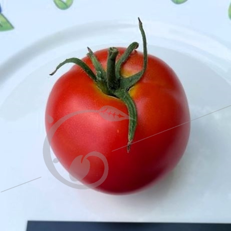 graine et semence Tomate Belle Angevine