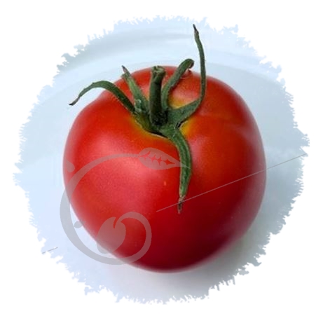 graine et semence Tomate Belle Angevine