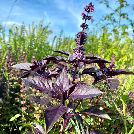 graine et semence Basilic pourpre dark opal
