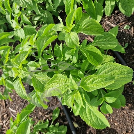 graine et semence Basilic clou de girofle