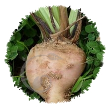 Betterave blanche albina vereduna