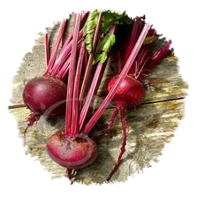 Betterave plate d'Egypte