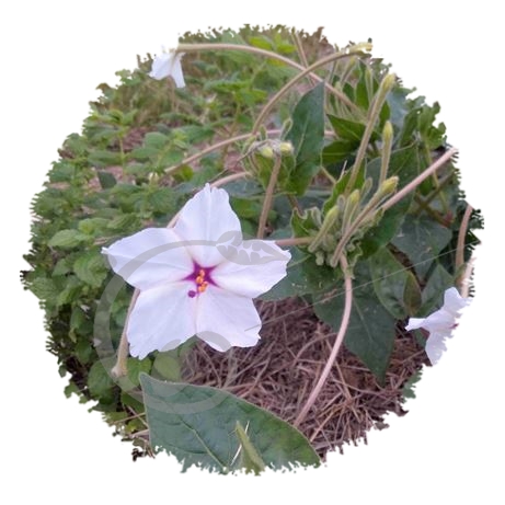 graine et semence Belle de nuit à longues fleurs