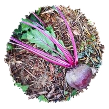 Betterave rouge Robuschka