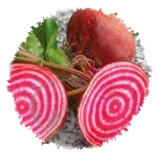 Betterave striée Tondo di Chioggia