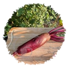 Betterave rouge cylindra