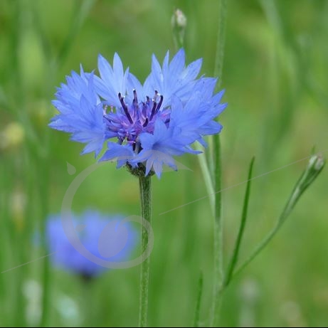 graine et semence Centaurée Bleuet bleu
